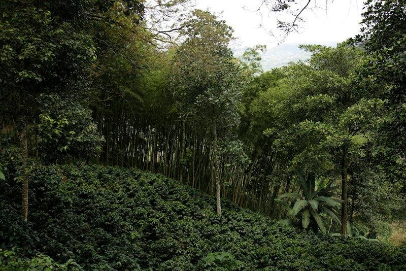 New African and South American Coffees Are in Plus Subscribe and Save! - RhoadsRoast Coffees & Importers