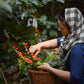 20 lbs. Papua New Guinea Organic Estate Fresh Green, Raw 100% Arabica Coffee Beans - RhoadsRoast Coffees & Importers
