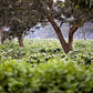 3 lbs. Ethiopian Yirgacheffe Misty Valley Natural Processed Fresh Light/Medium Roast 100% Arabica Coffee Beans - RhoadsRoast Coffees & Importers