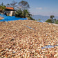 3 lbs. Indo-Pacific Java Estate Kayumas Fresh Indonesian Wet-Hulled Medium Roast 100% Arabica Coffee Beans - RhoadsRoast Coffees & Importers
