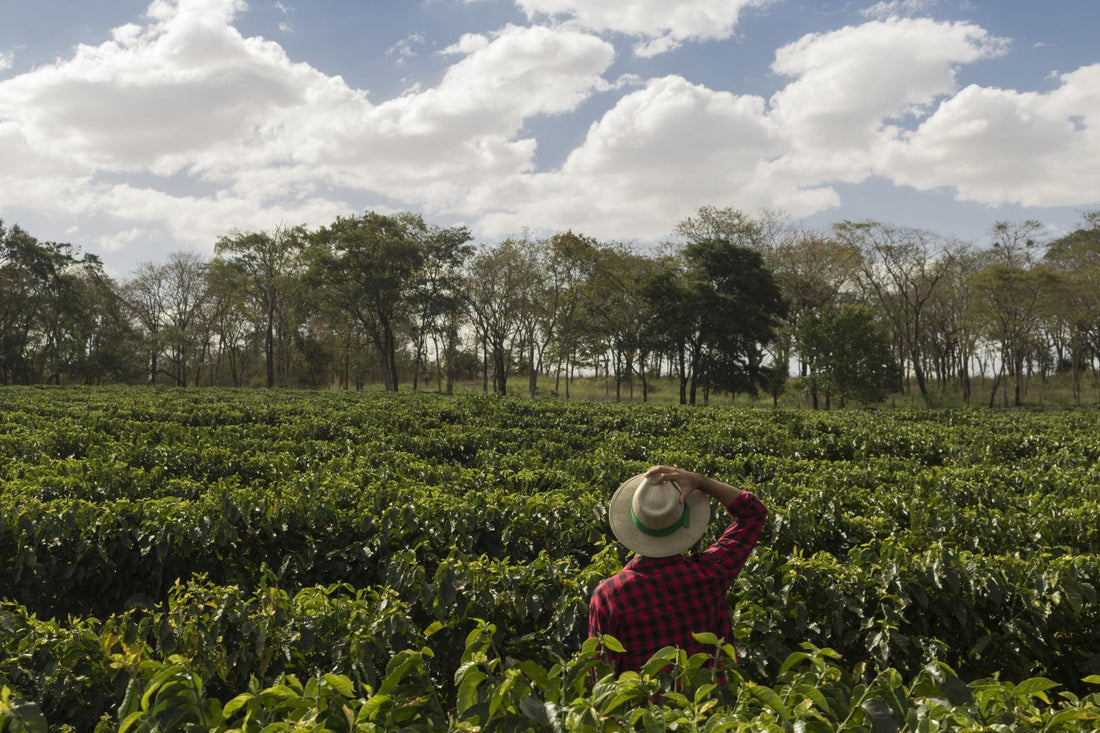 How Tariffs Affect Coffee Prices and Overall Supply, 2025