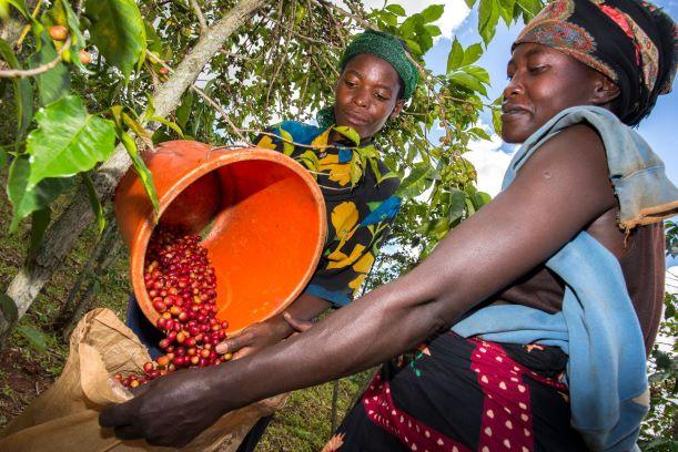 Coffee Relationships: Burundi and Rwanda Coffees - RhoadsRoast Coffees & Importers