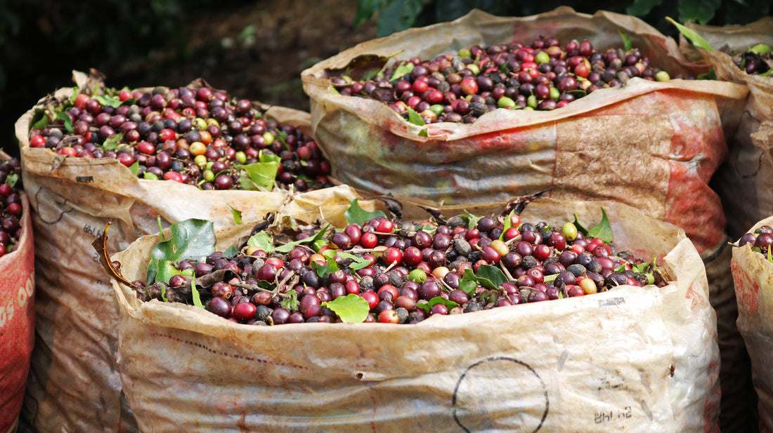 Why Organic Coffees are so Popular @ RhoadsRoast