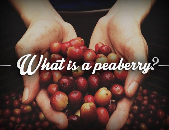 What is a Peaberry Coffee Bean? - RhoadsRoast Coffees & Importers