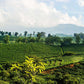 Costa Rica Hacienda Miramonte Peaberry Washed Fresh Roasted 100% Arabica Coffee, New!