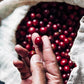 5 lbs. Costa Rica Hacienda Miramonte Peaberry Unroasted 100% Arabica Coffee