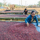 5 lbs. Costa Rica Hacienda Miramonte Peaberry Unroasted 100% Arabica Coffee