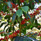 5 lbs. Costa Rica Hacienda Miramonte Peaberry Unroasted 100% Arabica Coffee