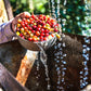 5 lbs. Costa Rica Hacienda Miramonte Peaberry Unroasted 100% Arabica Coffee