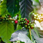 1 lb. Unroasted Malawi Ngapani Peaberry Sable Estate, RFA 100% Arabica Coffee Beans - RhoadsRoast Coffees & Importers