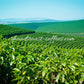10 lbs. Brazil Cerrado Arabica - Natural 17/18 Screen Fresh Medium Roast 100% Arabica Coffee Beans - RhoadsRoast Coffees & Importers