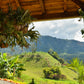 10 lbs. Costa Rica SHB Tarrazu La Pastora E/p Fresh Medium Roast 100% Arabica Coffee Beans - RhoadsRoast Coffees & Importers