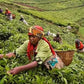 10 lbs. Rwanda Hingakawa Women's Co-op Fair Trade RFA Green, Raw 100% Arabica Coffee Beans - RhoadsRoast Coffees & Importers