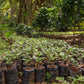 10 lbs. Uganda AA West Nile - Erussi RFA Fresh Unroasted 100% Arabica Coffee Beans - RhoadsRoast Coffees & Importers