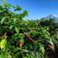 2.5 lbs. Bali Blue Moon Organic Fresh Green, Raw 100% Arabica Coffee Beans - RhoadsRoast Coffees & Importers