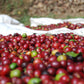 2 lbs. Brazil Cerrado Arabica - Natural 17/18 Fresh Med/Dark Roast 100% Arabica Coffee Beans - RhoadsRoast Coffees & Importers
