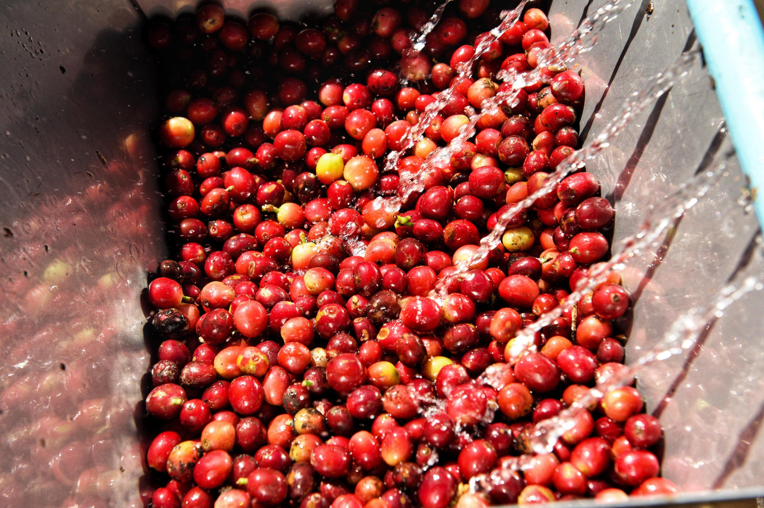 thumbnail image 2 of Blue Macaw Costa Rican Tarrazu La Pastora Coffee Beans – Medium Roast, 7 X 1lb Bags 2 of 2