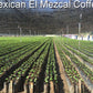 2 lbs. Mexican El Mezcal Micro Lot Fresh Light Roast 100% Arabica Coffee Beans - RhoadsRoast Coffees & Importers