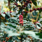2 Pounds Papua New Guinea Organic Estate Fresh Light Roast 100% Arabica Coffee Beans - RhoadsRoast Coffees & Importers