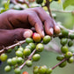 2 lbs. Tanzanian Mondul Estate Fancy Northern Peaberry Fresh Medium/Dark Roast Coffee Beans - RhoadsRoast Coffees & Importers