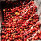 20 lbs. Papua New Guinea Organic Estate Fresh Green, Raw 100% Arabica Coffee Beans - RhoadsRoast Coffees & Importers