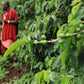 3 lbs Unroasted Malawi Ngapani Peaberry Sable Estate, RFA 100% Arabica Coffee Beans - RhoadsRoast Coffees & Importers