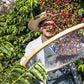 5 lbs. Bolivian Organic Fresh Unroasted 100% Arabica Coffee Beans - RhoadsRoast Coffees & Importers