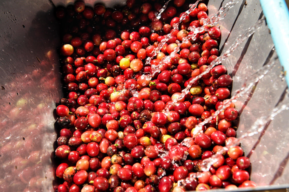 Blue Macaw Colombian Supremo Coffee Beans - Medium Roast - 5 Lbs (5 X 1 Lb Bags) Fresh Roasted Daily
