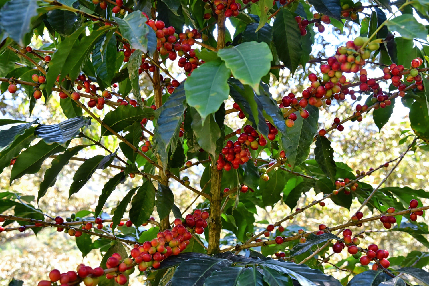 Unroasted Coffee Beans – RhoadsRoast Coffees & Importers®