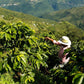 5 lbs. Organic Colombian Sierra Nevada Magdalena Finca Agroberlin, RFA, SMBC Fresh Light/Medium Roast 100% Arabica Coffee Beans - RhoadsRoast Coffees & Importers