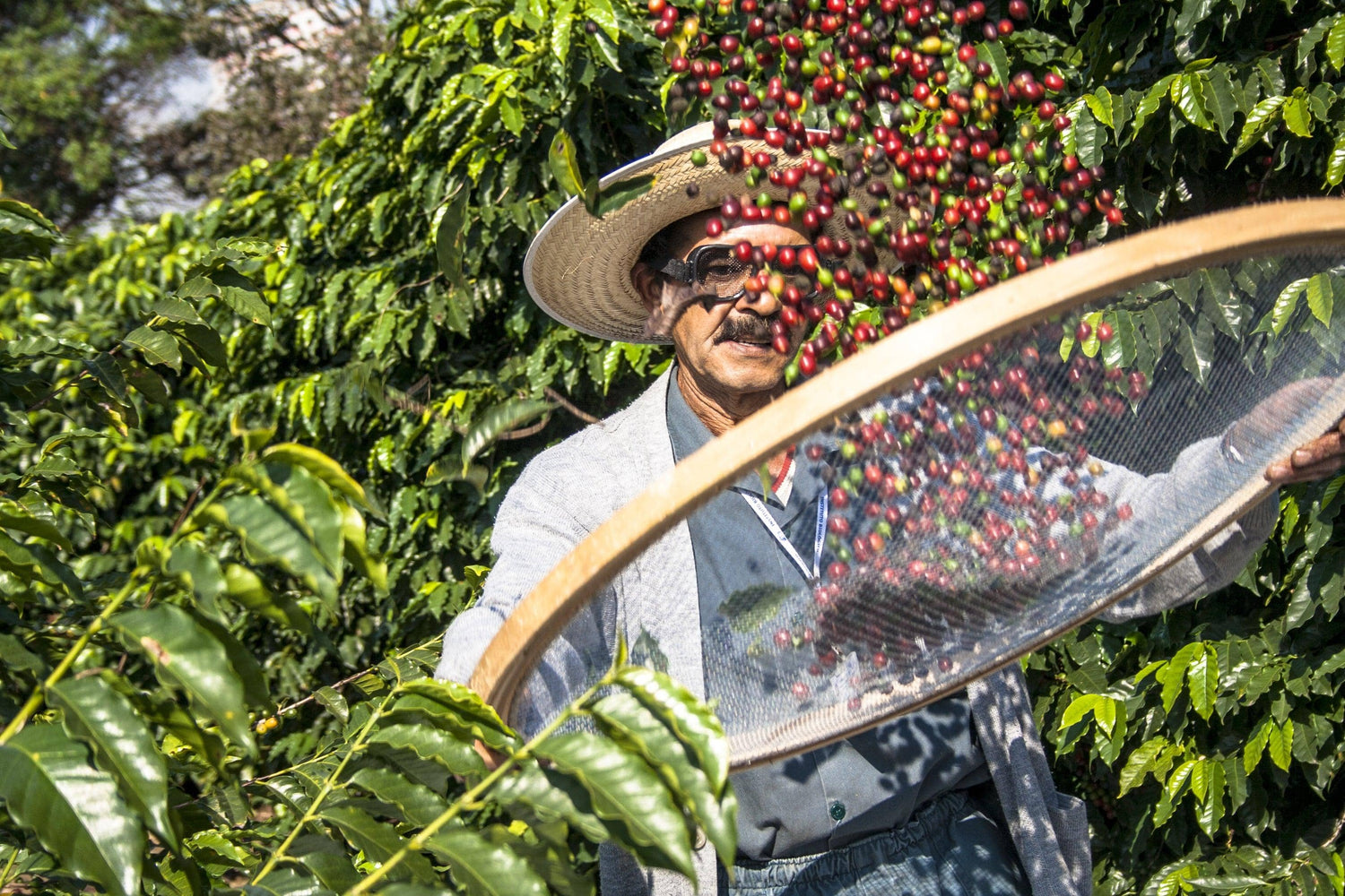 Brazil Bourbon Coffee | Dark Roast | H. R. Higgins – H.R.Higgins (Coffee-man) Ltd