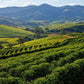 Brazil Pearl Daterra Classic Estate Fresh Unroasted, Green 100% Arabica Peaberry Coffee Beans, 1 lb. - 10 lbs. Selections - RhoadsRoast Coffees & Importers