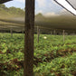 El Salvador SHG Santa Maria RFA Fresh Roasted 100% Arabica Coffee Beans - RhoadsRoast Coffees & Importers