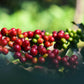 Fresh Harvests, Recently Imported Un-roasted, Green Larger Quantities 100% Arabica Coffee Beans: 20 lbs.-45 lbs. Varieties - RhoadsRoast Coffees & Importers